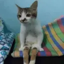 स्टिकर