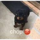 Nochupala 4