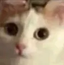Animais engraçados 4 7