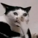 NOVOS MEMES 5