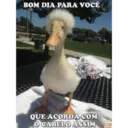 Figurinha