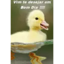 Figurinha