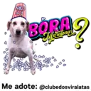 StickerAdoption  14