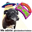 StickerAdoption  16