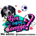 StickerAdoption  18