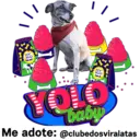 StickerAdoption  24