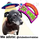 StickerAdoption  33