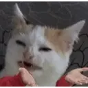 Gatinhos chorando 10