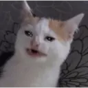 Gatinhos chorando 11