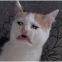 Gatinhos chorando 12