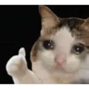 Gatinhos chorando 13