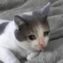 Gatinhos chorando 14
