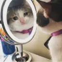 Gatinhos chorando 18