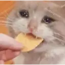 Gatinhos chorando 20