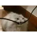 Gatinhos chorando 21
