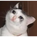 Gatinhos chorando 22
