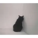 Gatinhos chorando 23