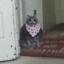 Gatinhos chorando 24