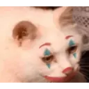Gatinhos chorando 25