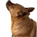 Memes diary 12