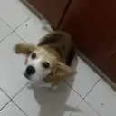 Dogs 🐶 12