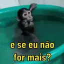 Monkeys reações 😂 1
