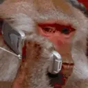 Monkeys reações 😂 2