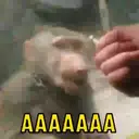 Monkeys reações 😂 3