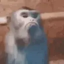 Monkeys reações 😂 4