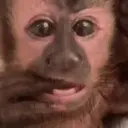Monkeys reações 😂 8