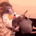 Monkeys reações 😂 10