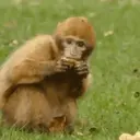 Monkeys reações 😂 12