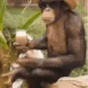 Monkeys reações 😂 14