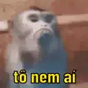 Monkeys reações 😂 15