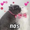 Gatinhos fofos v5 ❤️ 2