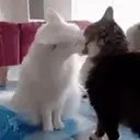 Gatinhos fofos v5 ❤️ 3