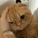 Gatinhos fofos v5 ❤️ 5