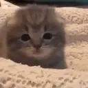 Gatinhos fofos v5 ❤️ 6