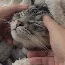 Gatinhos fofos v5 ❤️ 7