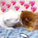 Gatinhos fofos v5 ❤️ 10