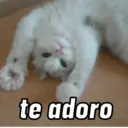 Gatinhos fofos v5 ❤️ 11