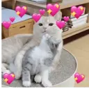 Gatinhos fofos v5 ❤️ 12