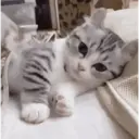 Gatinhos fofos v5 ❤️ 13