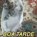 MEMES DE GATINHOS 😻🐈‍⬛ 3