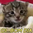 MEMES DE GATINHOS 😻🐈‍⬛ 7