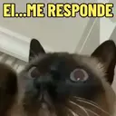 MEMES DE GATINHOS 😻🐈‍⬛ 11