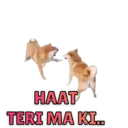 MEMES 1