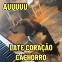 Reações 🐈🐕♥️ 1