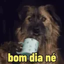 Reações 🐈🐕♥️ 8