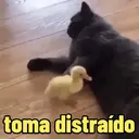 Reações 🐈🐕♥️ 11